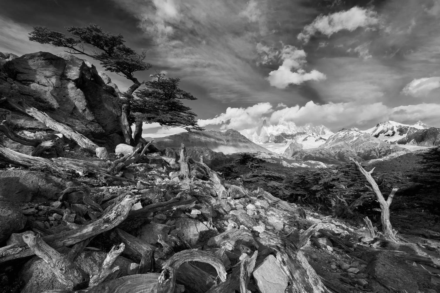 Patagonia, Argentina: Artistic wide angle black and white landscape with dead trees in the foreground and Mount Fitzroy in the far distance.